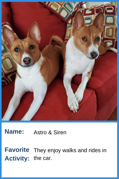 Criterion | Pets | Astro & Siren | Favorite Activity: Walks and rides in the car.